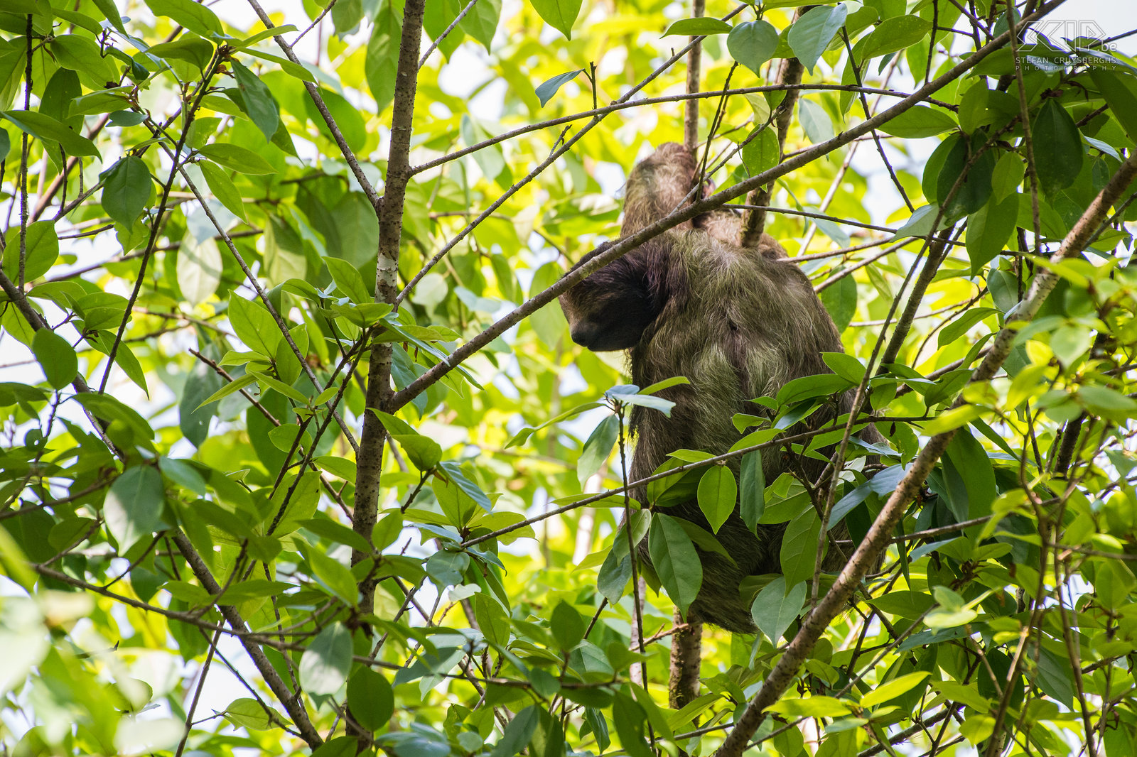 La Selva - Drievingerige luiaard Een drievingerige luiaard (three-toed sloth, bradypus) in de jungle van La Selva Biological Station in Costa Rica. Deze luiaards hebben een korte staart van 6-7 cm en drie klauwen aan elke arm. Hun lichaam is gemaakt om te hangen en ze bewegen ontzettend traag. Ze bewegen tussen verschillende bomen tot vier keer per dag, maar ze hebben meestal een voorkeur voor een bepaalde soort boom.<br />
 Stefan Cruysberghs